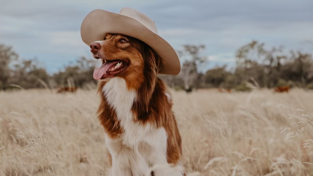 After her sister-in-law passed away from Melanoma cancer, Toowoomba resident Darby Brown decided to photograph her sister in law's pet dog to make a calendar. All proceeds raised are donated to the Melanoma Institute of Australia. Picture: Darby Brown.