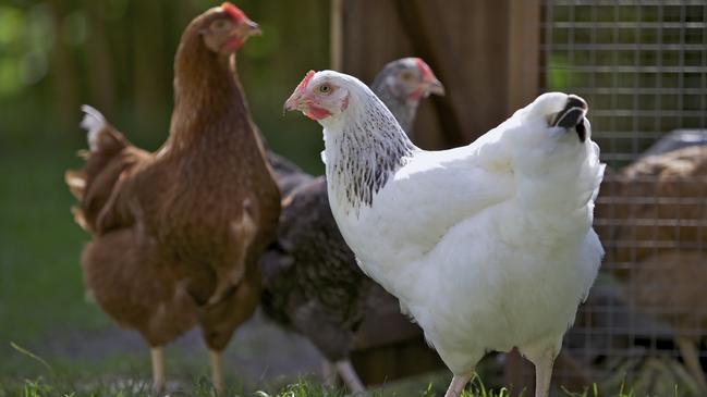 One egg farm has been forced into quarantine due to the detection of bird flu. Picture: iStock