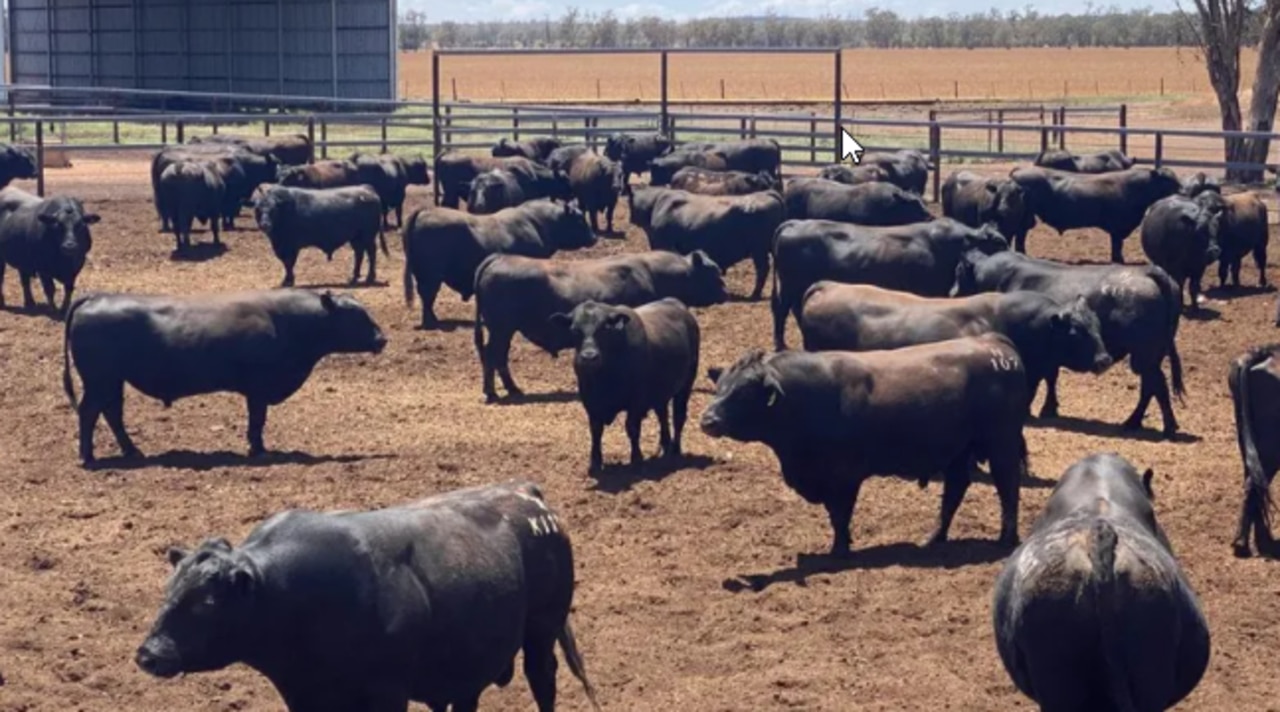 Angus bulls at Dalkeith Station in the Flinton/Teelba region east of St George.