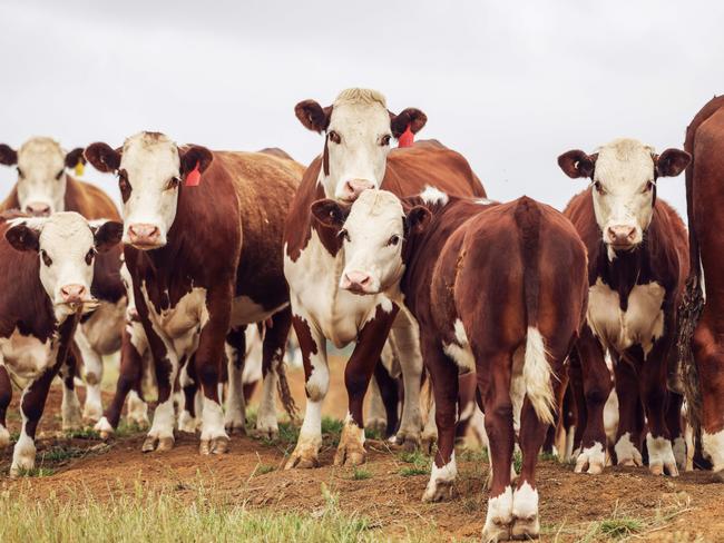 John and Liz Craig from Hamilton with some of their Hereford cattle. They will sell their weaner calves at the January 2025 weaner sales.