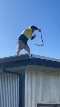 QLD snake catcher does a tricky removal of eastern brown on roof