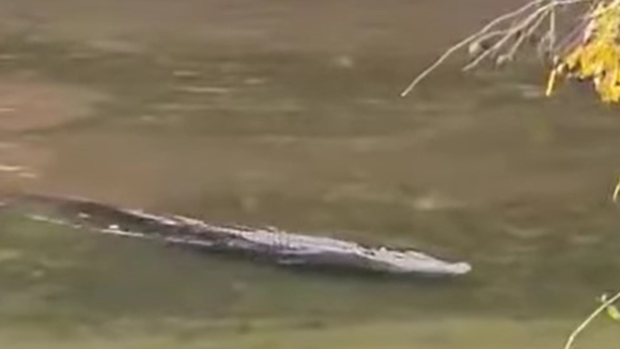 Cairns crocs: Big saltie video taken at Mulgrave River | NT News