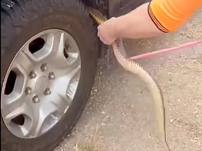 A huge snake has been pulled from the engine bay of a 4WD in South Australia. Picture : Facebook