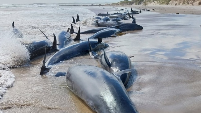 False killer whales stranded on a remote Tasmanian beach, near Arthur River, on the West Coast. Picture: NRE Tasmania