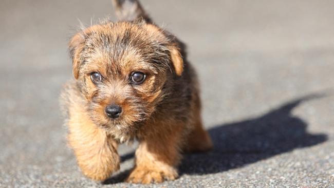 NSW's CUTEST DOG:  Vera is a Norfolk Terrier, and Leo my grandson is absolutely smitten by her and thinks others also may think she is very cute. Sent in by Ray Woods and who is  sending this photo in on behalf of his  Grandson, Leo - raykwoods@outlook.com - from Macquarie Hills