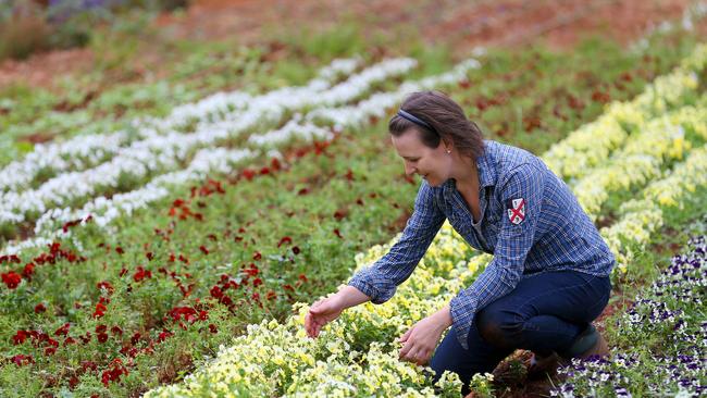 Jocelyn harvests violas. Picking is done six days a week with help from about 12 staff. Picture: Andy Rogers