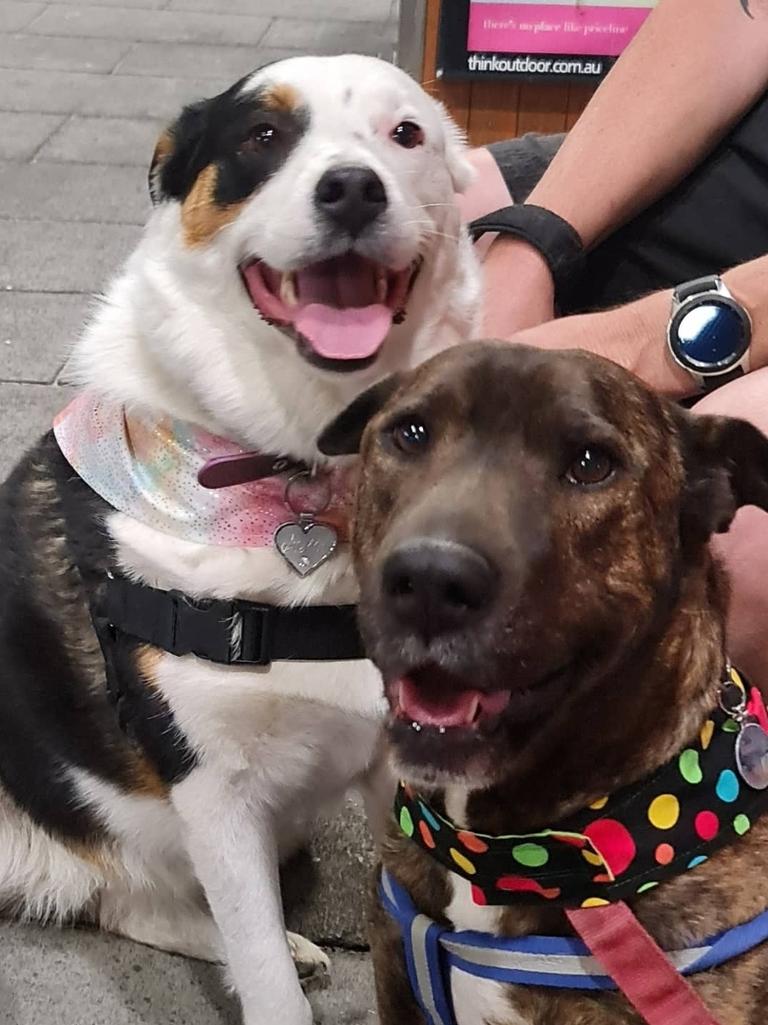 30/10/2020 - This is Buddy (brindle) and Stella, we went to the markets at Surfers Paradise. The two are the best dogs, they love to play ball, car rides, walks, meeting new friends and Buddy loves to play hide and seek... really cool to watch. Picture: Myself