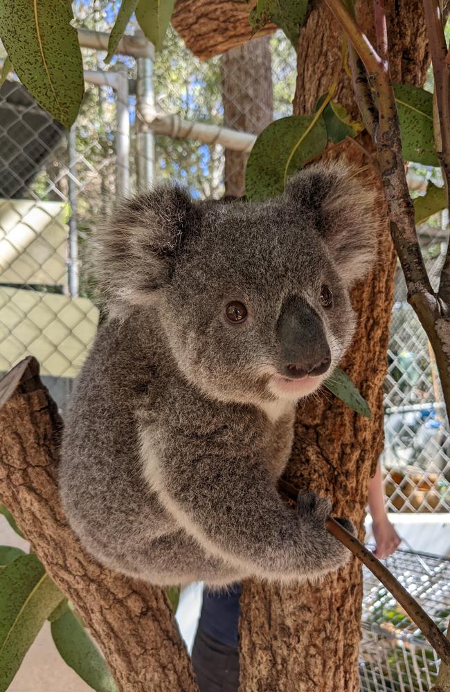 Koala in a rehabilitation enclosure at Friends of the Koala in Lismore.