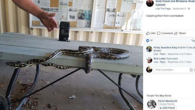 Gold Coast and Brisbane snake catchers Tony and Brooke nab a python. Photo: Facebook