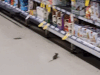 Shock footage of mice in aisles of Moonee Ponds supermarket