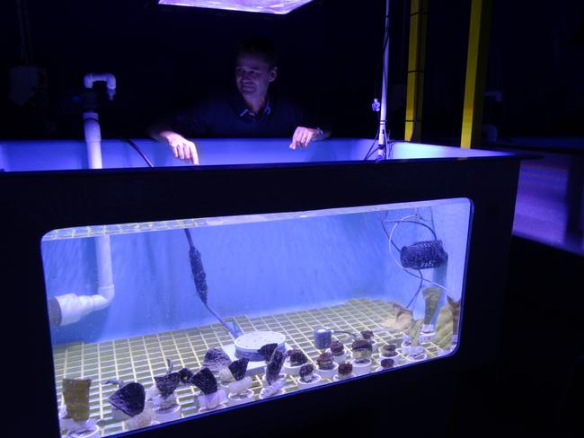 National Sea Simulator manager Craig Humphrey with one of the tanks performing a dredging experiment. Picture: Charis Chang