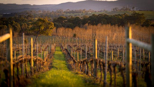 The Wines for Joanie Farm, Vineyard &amp; Cellar Door is located just 35 mins from Launceston in the beautiful Tamar Valley. Picture: Rob Burnett Tourism Tasmania