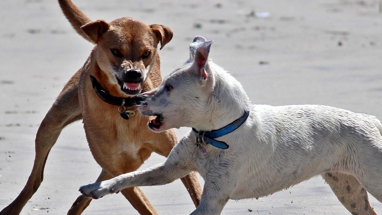 Unrestrained Western Downs dogs are attacking anything that moves, most recently an elderly woman's dog and child were attacked in the Tara District. Picture: Contributed