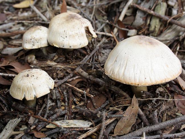 Erin Patterson told the court she had developed an interest in wild mushrooms.