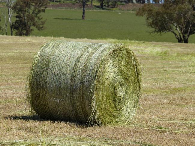 CROPS: Baling silage hay at KynetonKeith Hendry baling his hay on his cattle farm at Kyneton.PICTURED: Generic farm. Hay season. Baling hay. Tractor. Cut hay.PICTURE: ZOE PHILLIPS