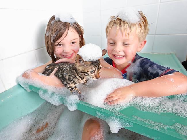 Bengal Kittens that love the water and when Julia, 6 and Matthias, 4, have a bath, they sometimes like to join in on the fun. Picture: Alex Coppel