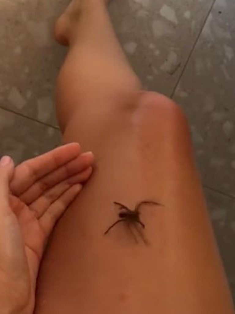 Woman finds giant spider inside bra while shopping at Kmart - NZ