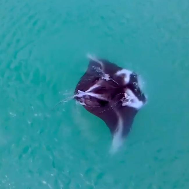 Manta ray swimming off the coast of Darwin. Picture: Dean Lucas