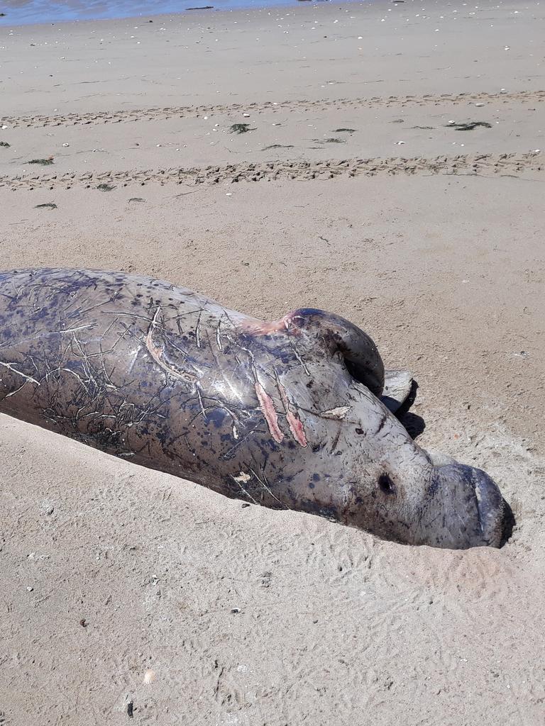 Locals photographed a dead dugong that washed ashore. Picture: AMCS