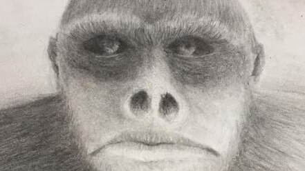 A sketch by artist Buck Buckingham based on witness descriptions of the yowie. The image is part of yowie hunter Dean Harrison's research into the beast.