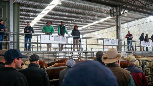Livestock agents yarded 2884 cattle at Yea on Friday.