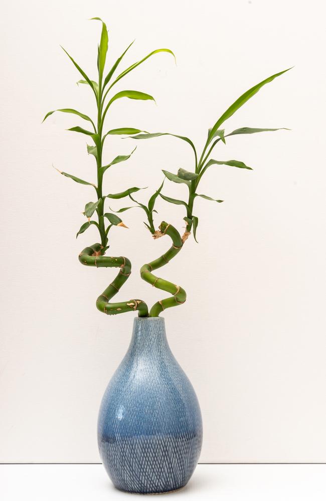 <b>Lucky bamboo:</b> Our home is feng shue’d to the hilt, so you’ll find lucky bamboo placed strategically in most rooms.