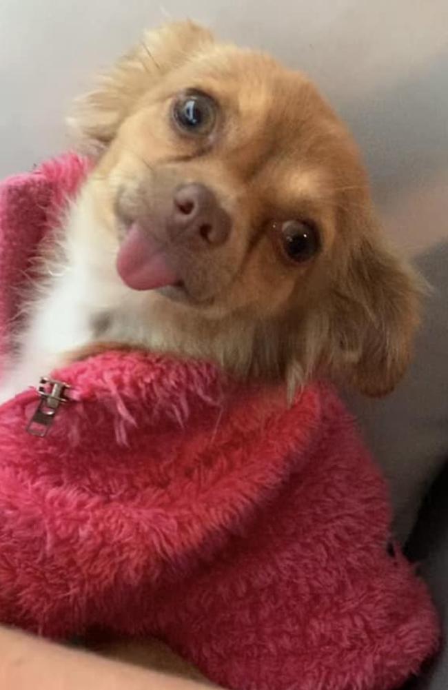 Tiffany: Laura Jean Archer's 9 month old Purebred Long-haired Chihuahua