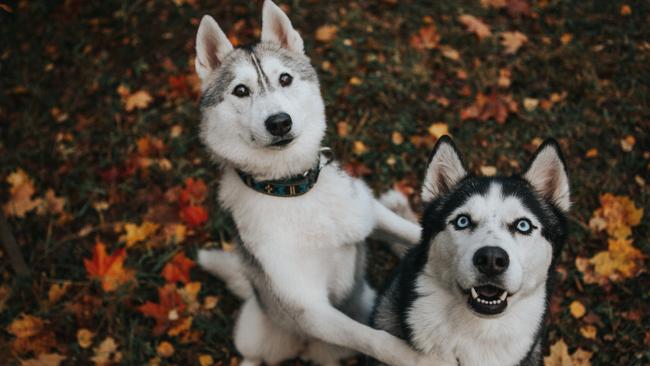 SMARTdaily, Pets column. Beautiful husky dog in the autumn garden. Picture: iStock