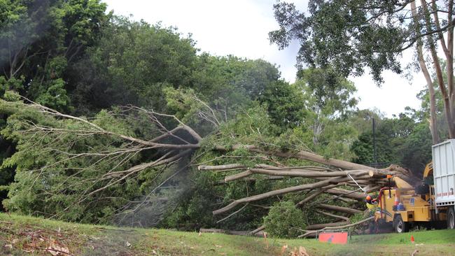 Brothers Rugby Club, Albion. A huge tree fell down after a rain event. PICTURE: AMANDA HORSWILL