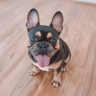 Gold Coast's cutest dogs: Bentley. Submitted by Kobie Back.