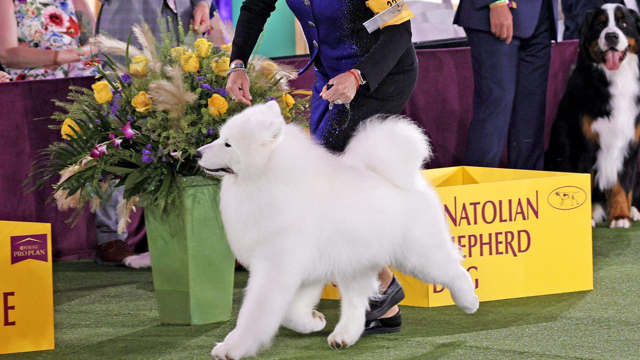 145th Annual Westminster Kennel Club Dog Show