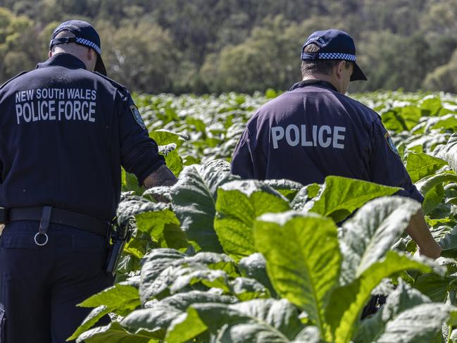 Police raided the illegal tobacco plantation in central west NSW. Picture: NSW Police