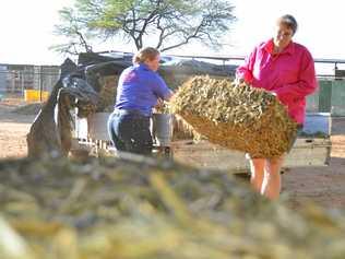 NAY HAY: The price of lucerne has increased more than $200 a tonne and farmers have started trucking fodder up from the south. Picture: Jayden Brown