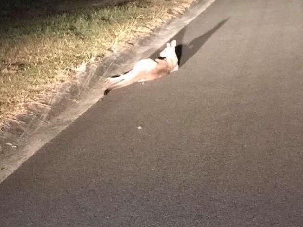 The mother kangaroo had likely been hit by a car. Picture: Beth Graham