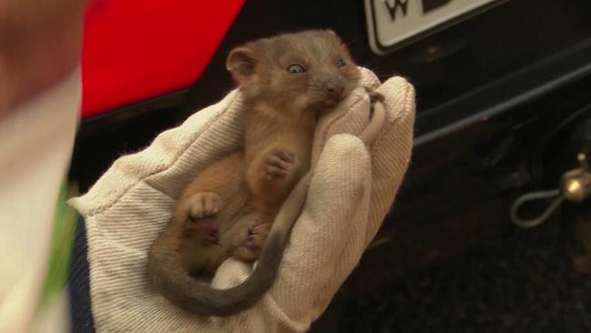 A baby possum and its mum were rescued from beneath a police car after they escaped raging bushfires on the state’s Central Coast. Picture: TNV