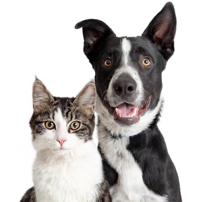 Tabby and white cat and Happy Border Collie crossbreed dog with smiling expression looking at camera. picture iStock