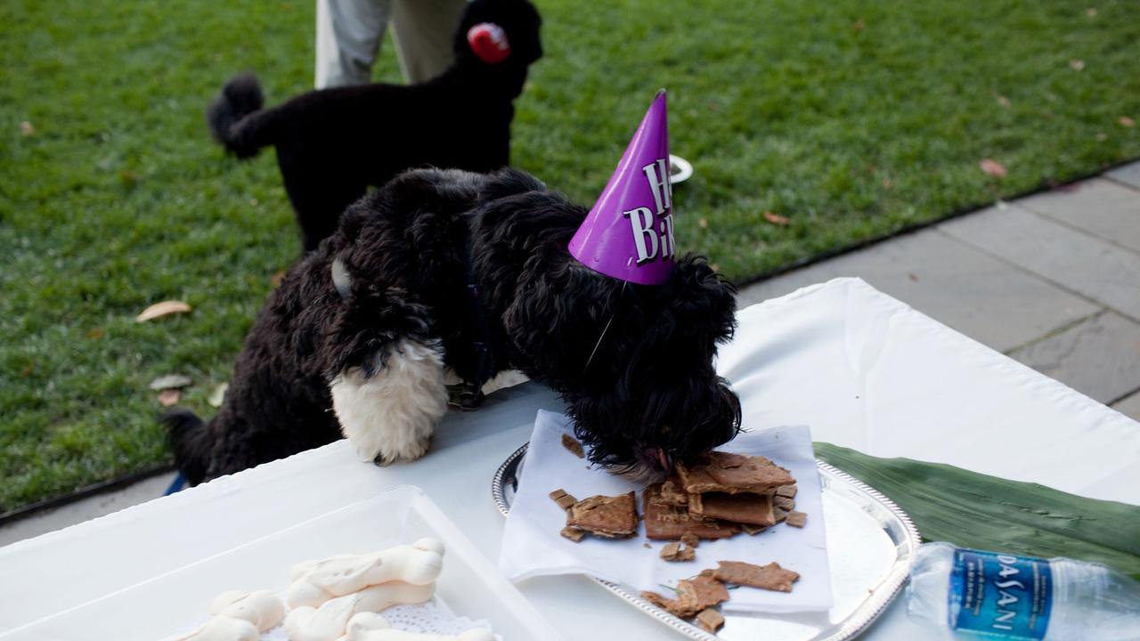 Bo’s first birthday in 2009. (Photo by Pete Souza/The White House via Getty Images)