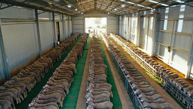 Rams penned for the Kerin Poll sale. Picture: Supplied