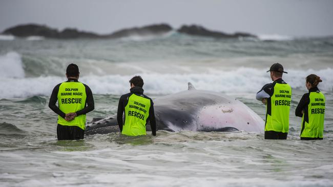 The humpback whale stranded on Sawtell Beach endured a tough night. Picture: Judd Findlay