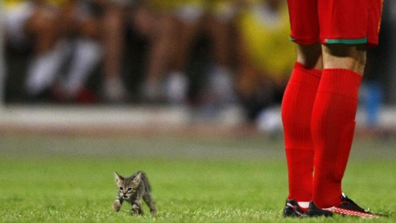 A kitten strays onto the pitch during the Super Cup final between Birkirkara and Valletta at Ta' Qali National Stadium outside Valletta, Malta, August 2010. Picture: Reuters