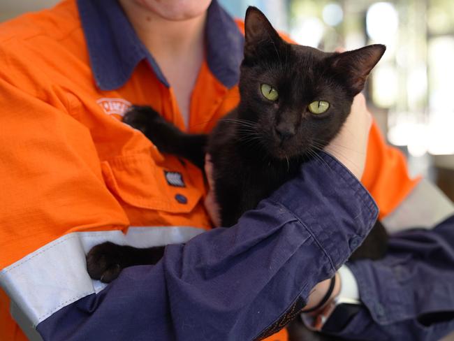 Animal Care and Adoption Centre’s Fiona Carmelito with a lucky black cat. Picture: Supplied