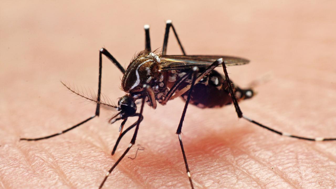 Urgent warnings have been issued after a mosquito-borne virus was detected in the Kimberley. Picture: Getty