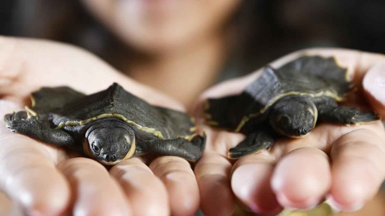 Boys identified after alleged Darwin horror turtle killing