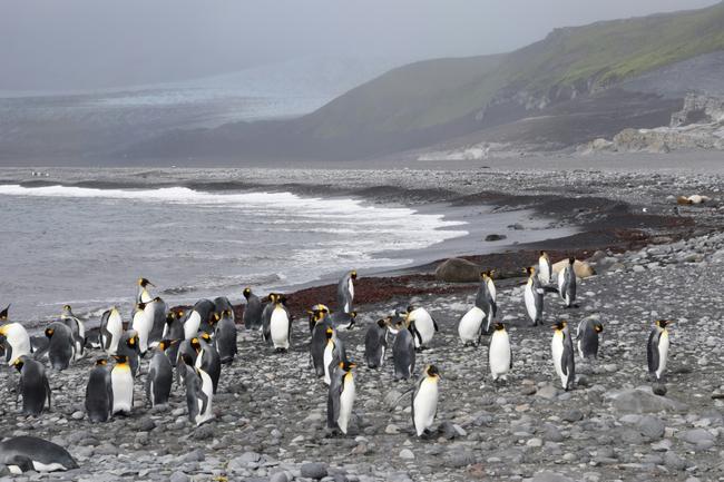 King penguins at Walrus Beach on the Australian territory of Heard Island in the Southern Ocean