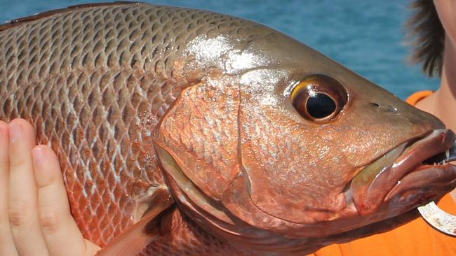 Kym Errity with his 42cm mangrove jack, caught on an expedition to the Vernon Islands.