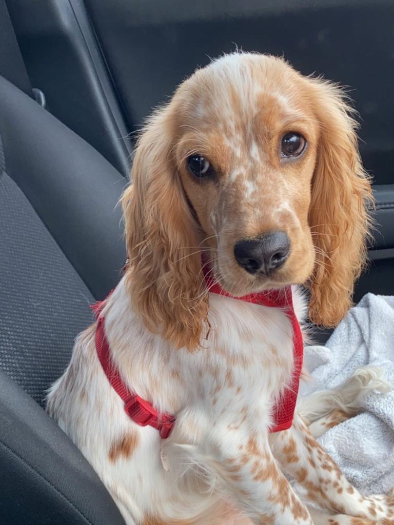 Archie Tully – Archie is a 8-month-old cocker spaniel x King Charles cavalier. The best nature, gentle, loving and loves a cuddle and visiting his friends at the dog park.