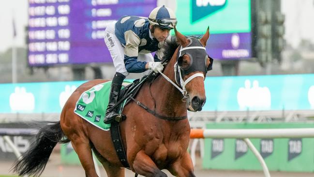 Buckaroo is the favourite in the Group 2 Hollindale Stakes on Saturday. Picture: George Sal/Racing Photos via Getty Images