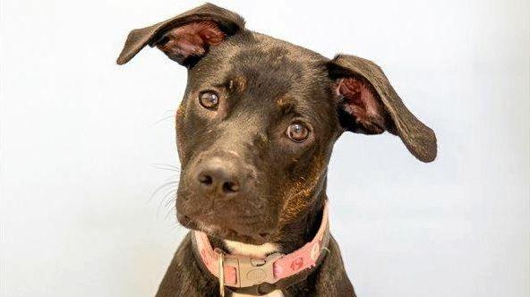 Josie is a one-year-old female American staffordshire bull terrier mix who is slowly coming out of her shell. She needs an experienced dog owner who understands canine body language and uses positive reinforcement training styles only. Picture: Contributed