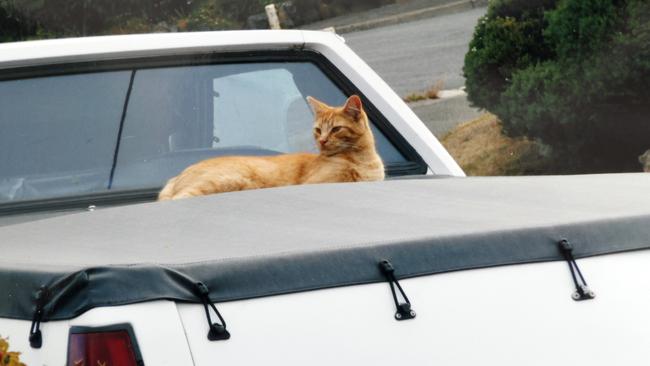 The ginger cat that has damaged Robin O’Byrne’s ute. Picture: Supplied