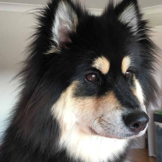Flossy of Barden Ridge is keeping watch. Picture: Kareen Stead
